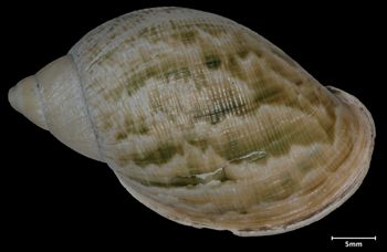 Media type: image;   Malacology 72770 Aspect: dorsal